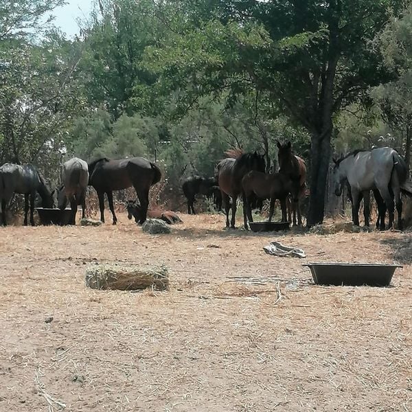 Μπροστάρης στην διάσωση των αλόγων ο Κυνηγετικός Σύλλογος Αλεξανδρούπολης !!!