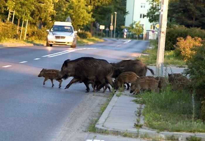 Εκατοντάδες ανεξέλεγκτα αγριογούρουνα στη Δράμα
