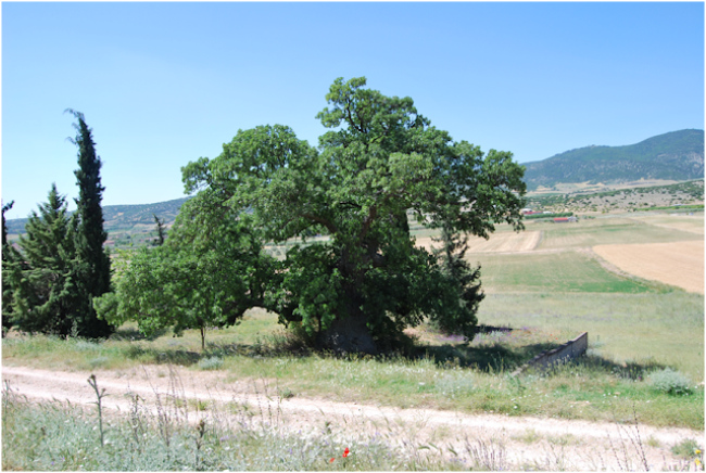 Η αρχαιότερη βαλανιδιά του κόσμου, βρίσκεται στο χωριό Βαλανίδα Ελασσόνας