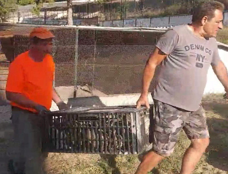 Κ.Σ. Θεσσαλονίκης : Απελευθέρωση 200 φασιανών