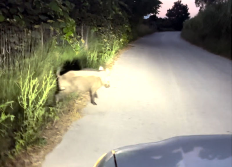 Τρόμος για γυναίκα οδηγό: Αγριογούρουνο έπεσε επάνω στο αυτοκίνητό
