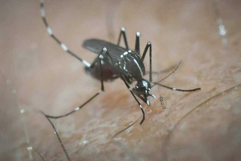 Σέρρες: Το πρώτο θανατηφόρο κρούσμα από τον ιο του Δυτικού Νείλου για φέτος