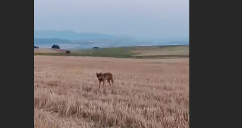 Λύκος σε εκπαιδευτικό πλησιάζει τον κυνηγό σε απόσταση αναπνοής....VIDEO