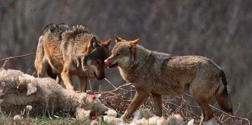 Αγέλη λύκων κατασπάραξε αιγοπρόβατα στο Βασιλόπουλο Ξηρομέρου