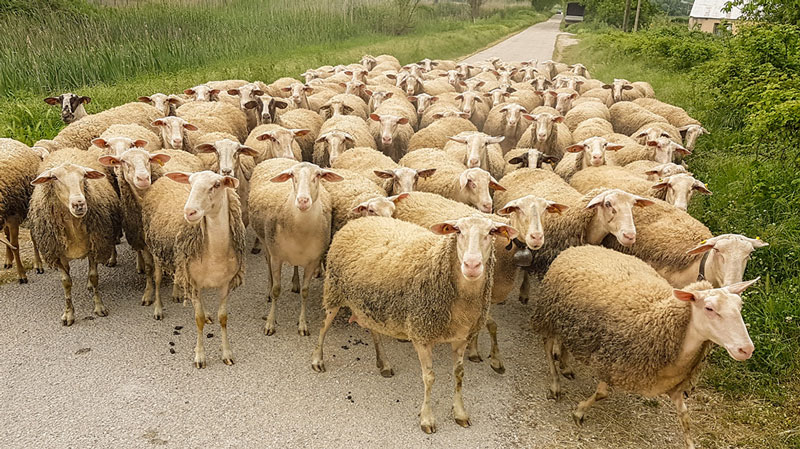 Κρούσματα πανώλης σε αιγοπρόβατα στην ορεινή Κορινθία