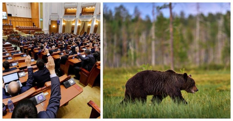 Ρουμανία: Επιτρέπει την θανάτωση σχεδόν 500 αρκούδων, μετά τον θάνατο 19χρονης πεζοπόρου