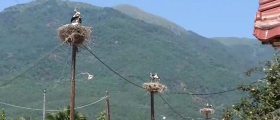 Θρακικό Σερρών: Το χωριό που οι πελαργοί είναι περισσότεροι από τους κατοίκους...VIDEO