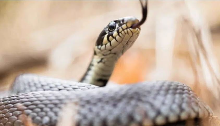 Θεσσαλονίκη: Φιλόζωοι εγκαταλείπουν βόες και τροπικά φίδια