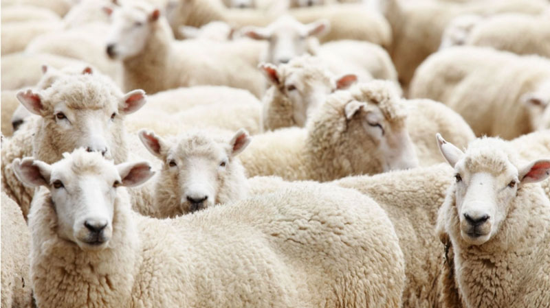 Έλεγχοι σε Καλαμπάκα και Έβρο για την πανώλη στα αιγοπρόβατα