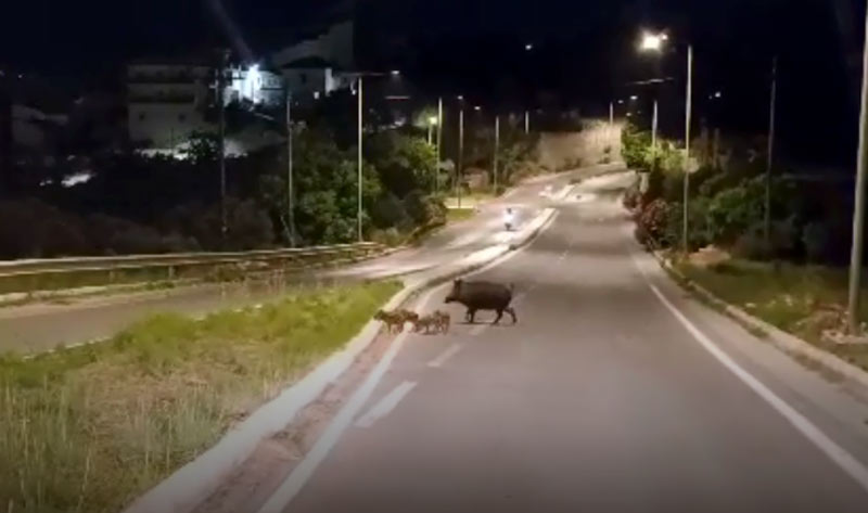 Ανεξέλεγκτη κατάσταση με τα αγριογούρουνα στη Σάμο