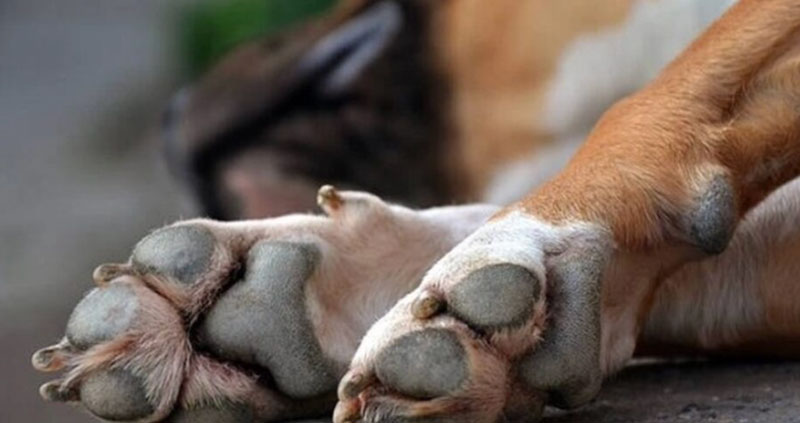 Χανιά | Είχε αφήσει το σκύλο του χωρίς νερό και τροφή μέσα στον καύσωνα