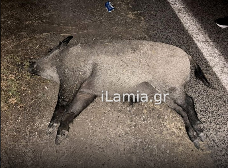 Ένα ακόμη τροχαίο με αγριογούρουνο στη δυτική Φθιώτιδα