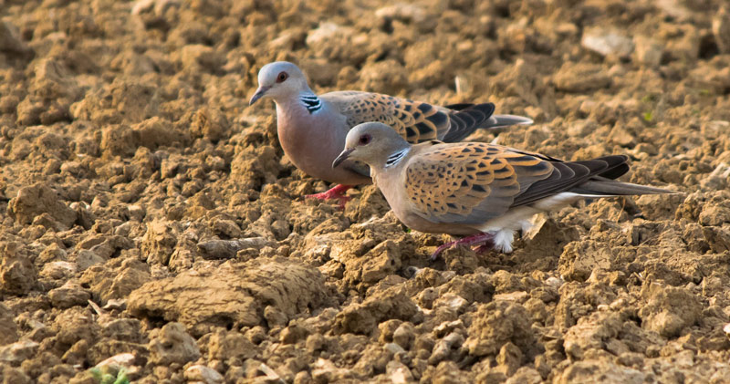 Στην Καθημερινή το δακρύβρεχτο παραλήρημα της ορνιθολογικής για τα τρυγόνια