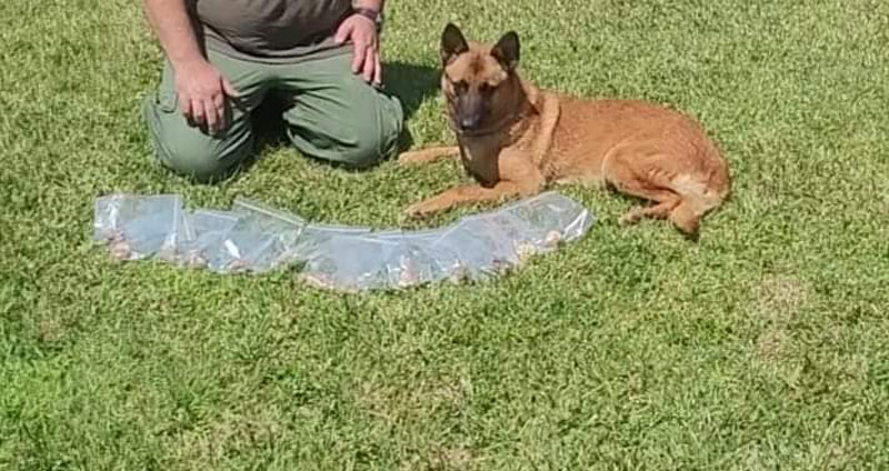 Φόλες στο Παναχαϊκό : Η Άρια εν δράση....VIDEO