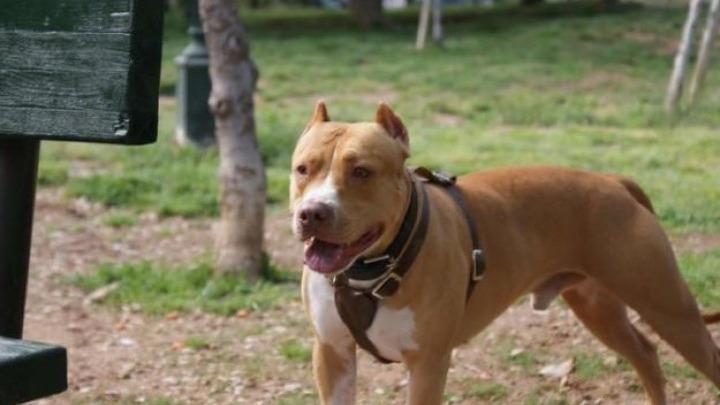 Θεσσαλονίκη: Κακουργηματική δίωξη σε 40χρονο για τον θάνατο ενός πιτ – μπουλ