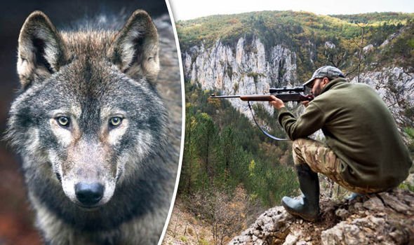 Βουλγαρία : Διαχείριση του πληθυσμού του λύκου με το κυνήγι