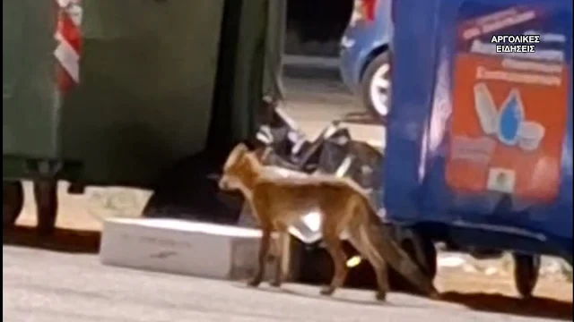 Αλεπού στο Ναύπλιο