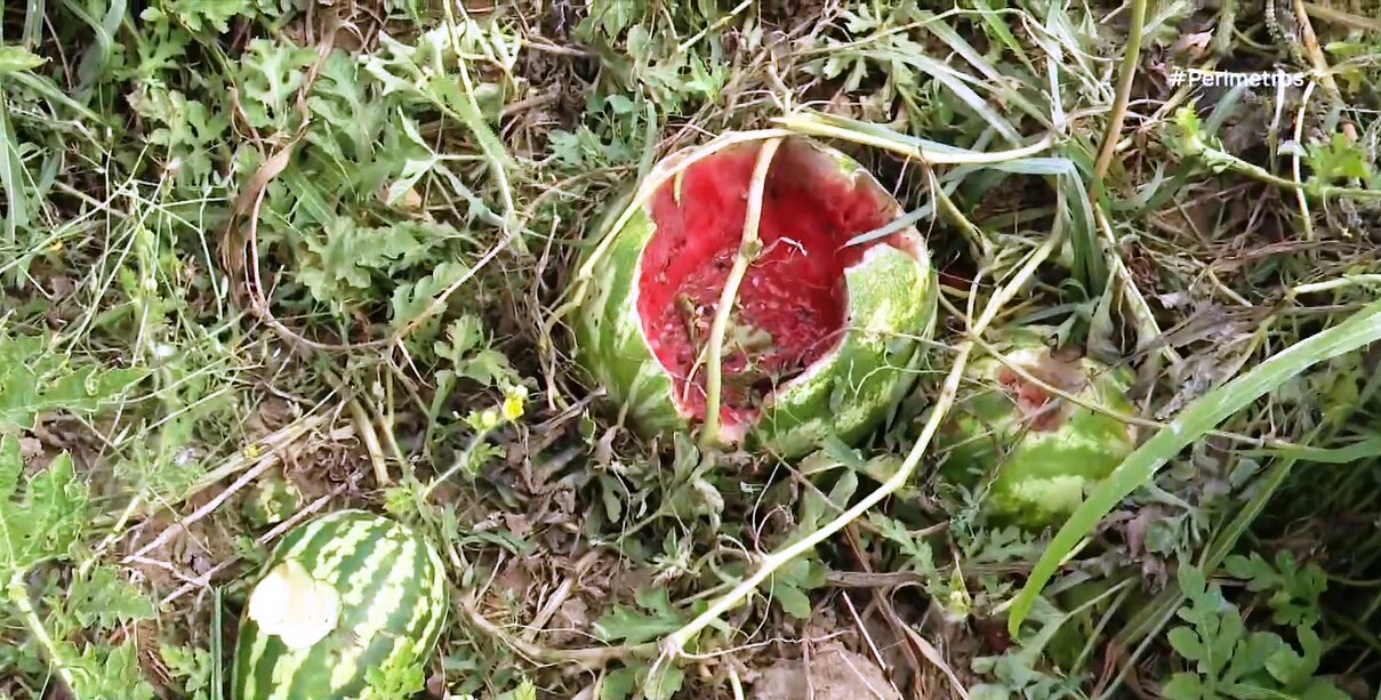 Επί 15 χρόνια τα αγριογούρουνα καταστρέφουν την σοδειά αγρότη