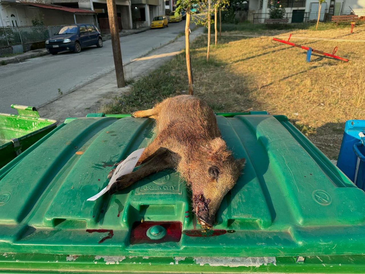 Σκότωσε αγριογούρουνο και το άφησε στα σκουπίδια με σημείωμα