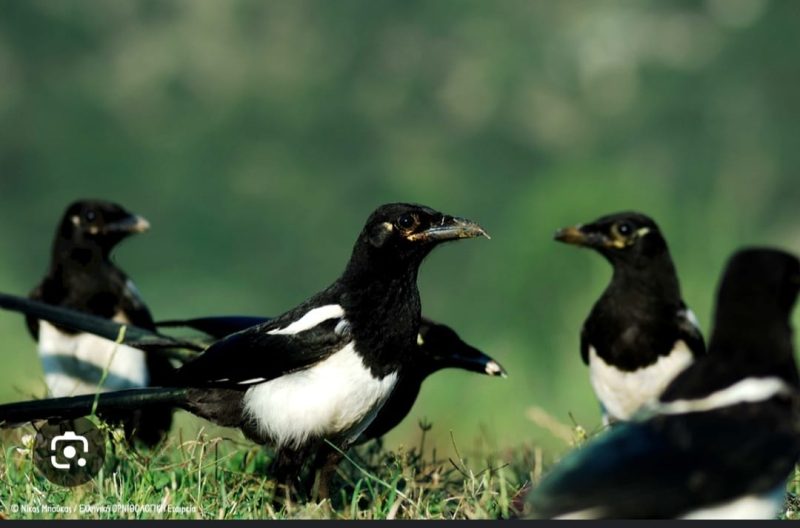 Κ.Σ. Κορίνθου : Πρόγραμμα ορθολογικής διαχείρισης των αρπάγων