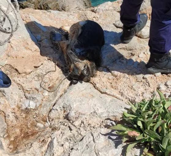 Μέγαρα: Έδεσαν πέτρα στο λαιμό σκύλου και τον πέταξαν στη θάλασσα 