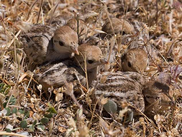θετικά δείγματα από την επανεισαγωγή της πεδινής πέρδικας στην Ελασσόνα