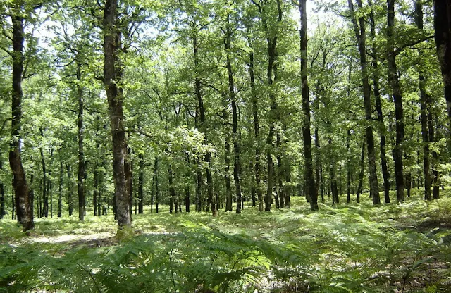 Βελανιδιές στη θέση των καμένων πεύκων