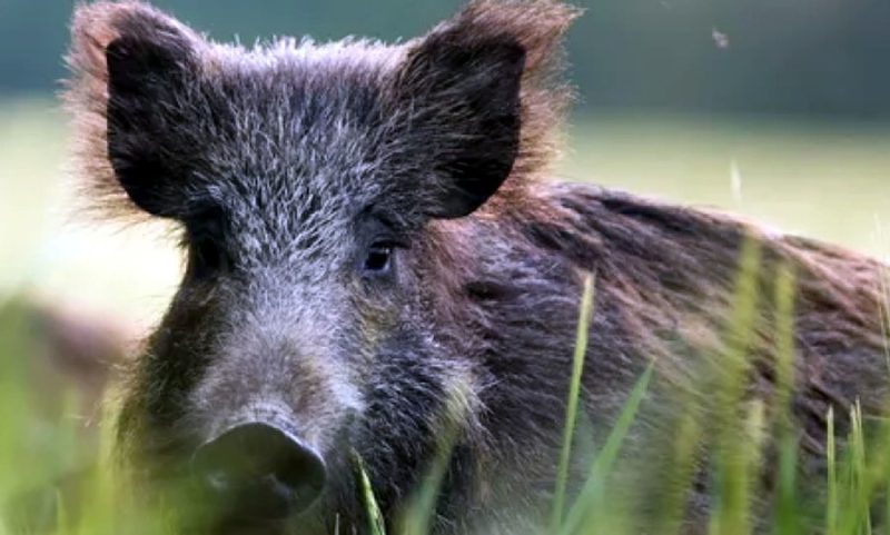 Πρόσωπο με πρόσωπο με τα αγριογούρουνα στη Σπάρτη....VIDEO