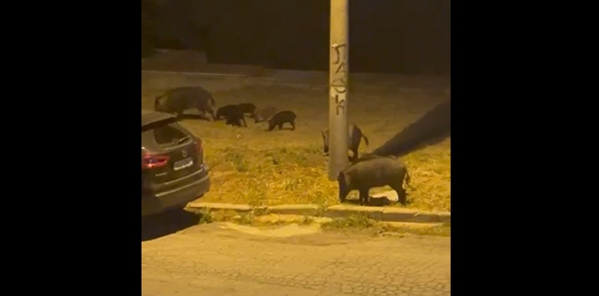 Μάχη αγριόχοιρων με αδέσποτα σκυλιά