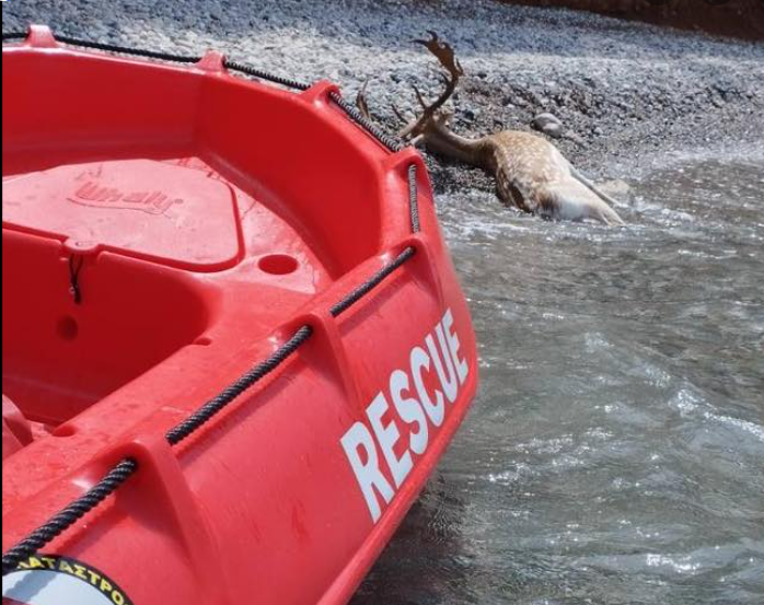 Νεκρό ελάφι εντοπίστηκε σε παραλία της Καλαμάτας