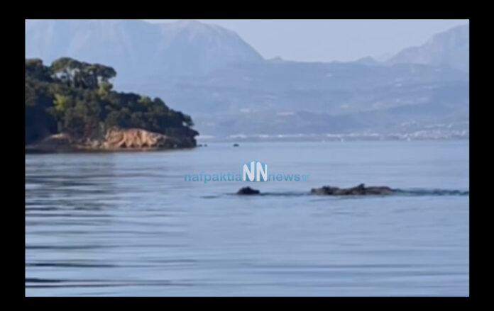 Αγριογούρουνα απολαμβάνουν το μπάνιο τους ανοικτά στα Τριζόνια...VIDEO