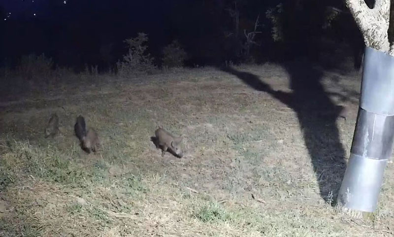 Παρέλαση από… αγριόχοιρους στην Ελάτη