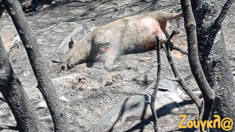 Δεν γλίτωσαν ούτε τα αγριογούρουνα από τον όλεθρο της φωτιάς