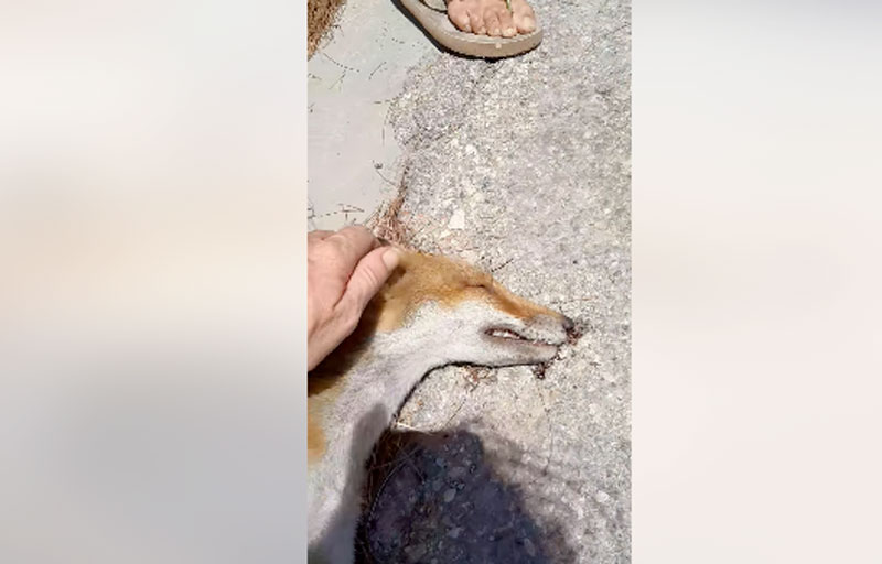 Σπαρακτικός επικήδειος για μια...αλεπού ... VIDEO