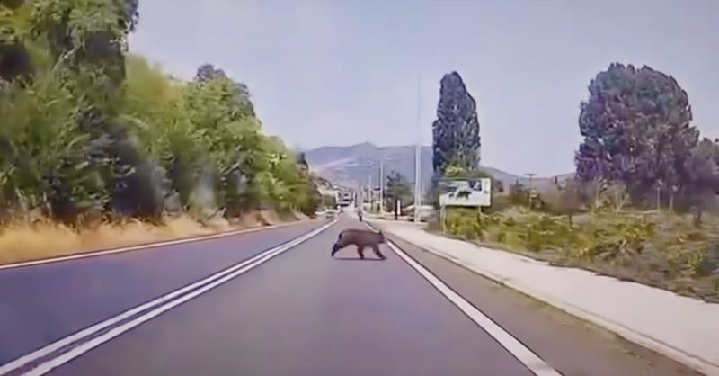 Αρκούδα μέρα μεσημέρι περνά μπροστά από την πινακίδα «Ζούμε Μαζί» στο Δισπηλιό