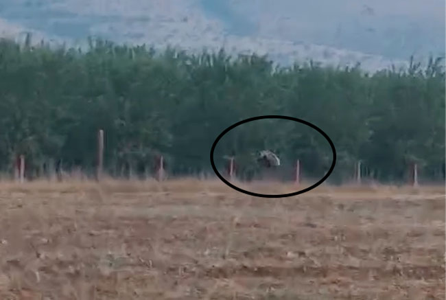 Κοζάνη : Αρκούδα ζήλεψε τις αλτικές ικανότητες ... του ολυμπιονίκη Καραλή...VIDEO