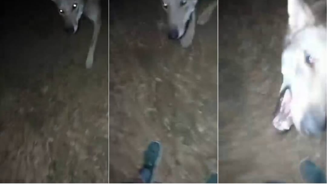 Ιταλία: Βίντεο ντοκουμέντο από επίθεση λύκου σε παιδάκι ...VIDEO