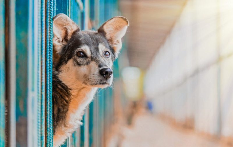 Η κυβέρνηση κλείνει τα καταφύγια σκύλων
