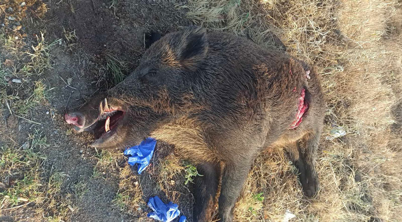 Τροχαίο με αγριογούρουνο στη Δράμα