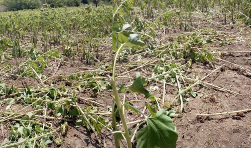 Μεσσηνία: Μεγάλες καταστροφές σε καλλιέργειες από κοπάδια αγριογούρουνων...VIDEO