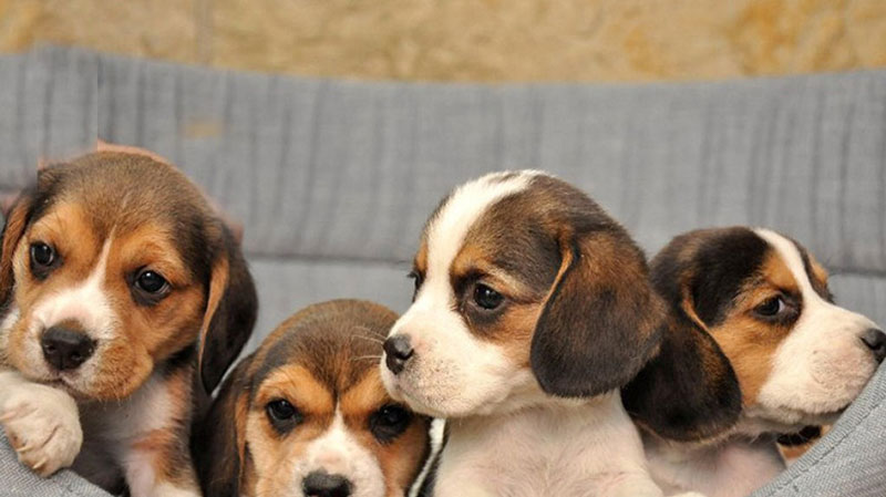 Σπάρτη: Ζευγάρωνε τα σκυλιά του και πουλούσε τα κουτάβια μέσω αγγελίας