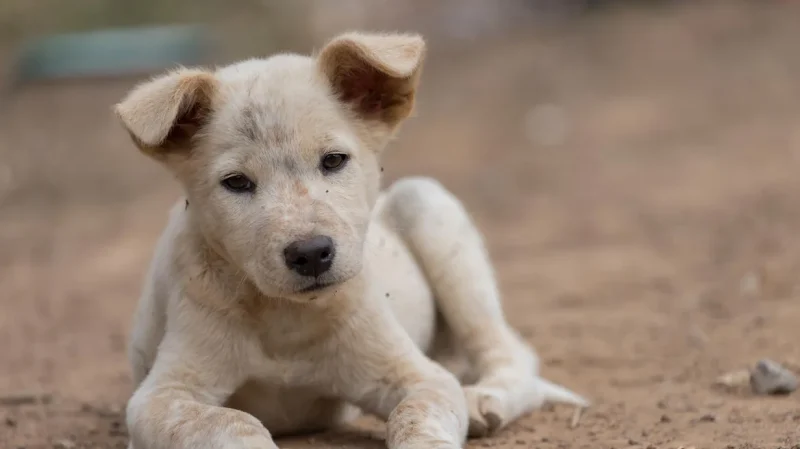 Κεφαλονιά: Πρόστιμο 50.000 ΕΥΡΩ επειδή σκότωσε κουτάβι στην αυλή του γείτονα