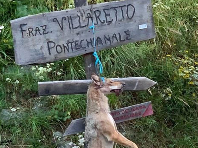 O κόσμος της υπαίθρου απελπισμένος, αντιδρά στον υπερπληθυσμό του λύκου