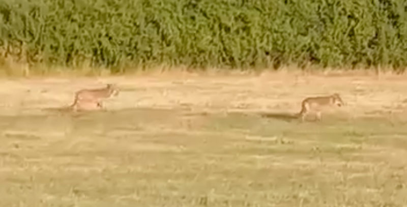 Λυκότοπος και η Φλώρινα