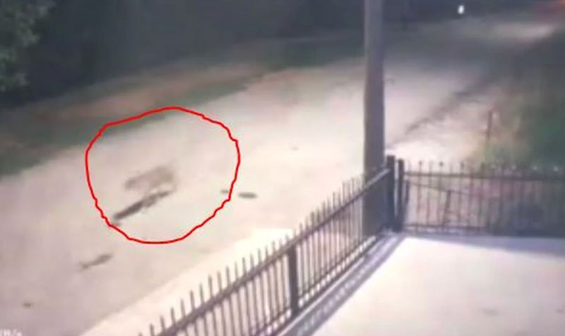 Βίντεο από επιδρομή λύκων σε κατοικημένη περιοχή στο Πλατύ Ημαθίας – Άρπαξαν κουτάβι