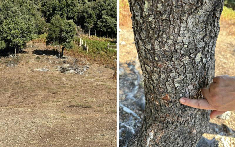 Λύκοι επιτέθηκαν σε άνδρα στη Χαλκιδική. Του σκότωσαν τον σκύλο