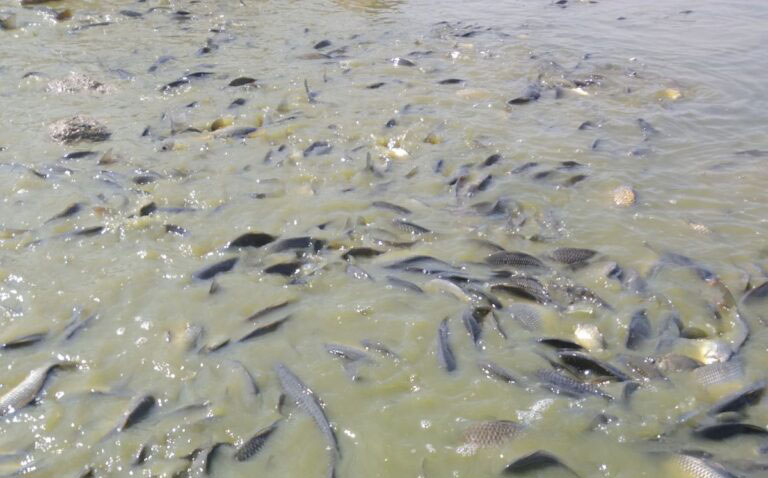 Θεσσαλία: Νεκρά ψάρια και στην Κάρλα