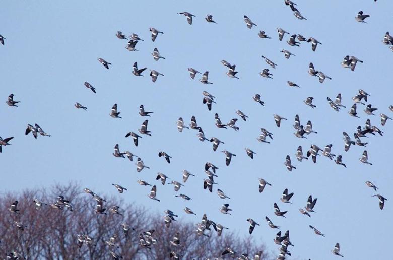 Κυνήγι φάσσας στην Κύπρο: Η εφαρμογή Artemis Cy, οι ποινές και όλα όσα πρέπει να προσέξεις