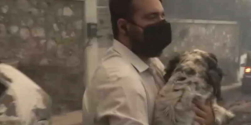 Ρεπόρτερ σώζει σκύλο από την πύρινη κόλαση στη Νέα Πεντέλη...VIDEO
