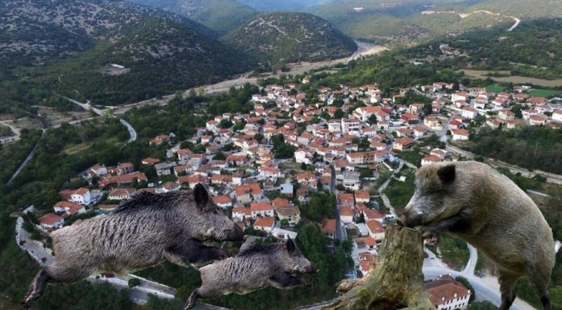 Σταυρούπολη Ξάνθης «Μας έχουν ρημάξει τα αγριογούρουνα και η πολιτεία σφυρίζει αδιάφορα»